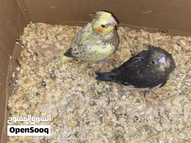 فرخ كوكتيل 3 حبات وصلاة عنبي  تواصل فقط واتس اب اقراء الوصف