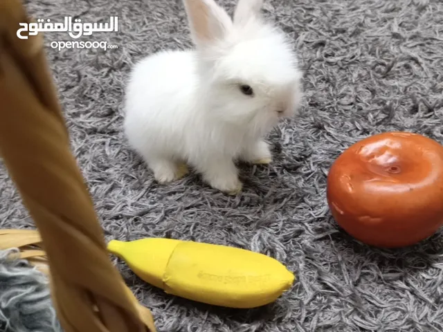أرانب نوع تيدي بير لطيفة جدا