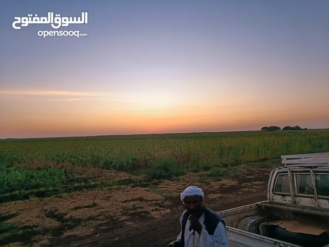 ارض زراعية 25 فدان للبيع في الفاو القرية 8 من المالك