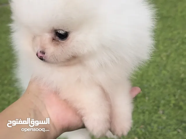 Teacup pomeranian puppy
