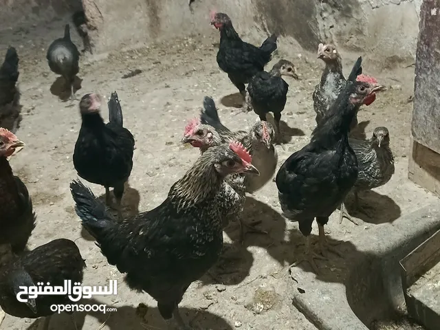 سلام عليكم موجود 13صوص بلدي لي بيع سعر صوص 3 دينار وكوم ع 2ونص