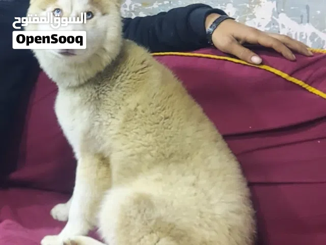 جروايه هاسكي