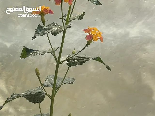 نباتات منزلية