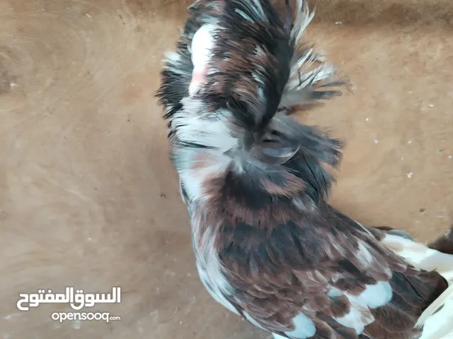 حمام نص فوطة