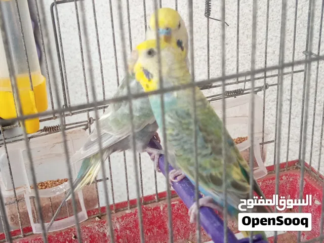 كوبية بقلينو رينبو مصوقره قبل