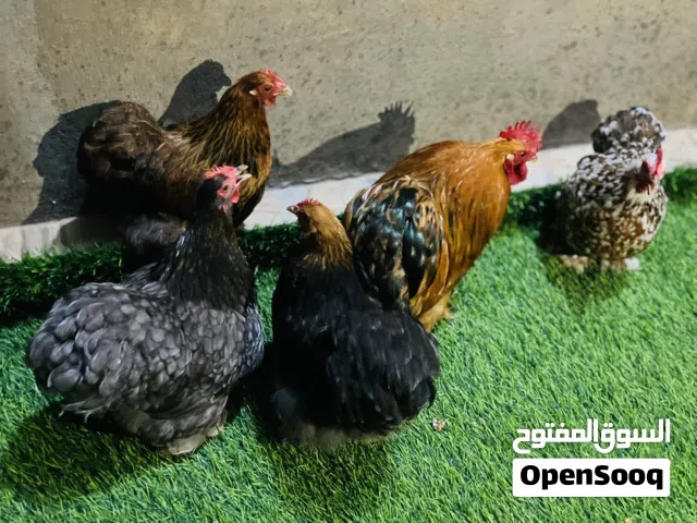 دجاج استرالي