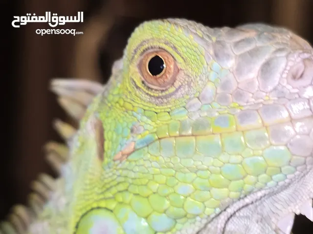 Green iguana reptile