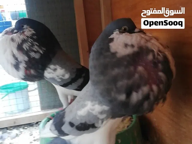 زوج نفاخ نرويجي الاج خط اول