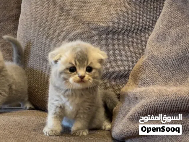 سكوتش فولد شهرين ياكلون دراي فود و ويت فود متعودين على اللتر بوكس اناث وذكور وسكوتش ستريت