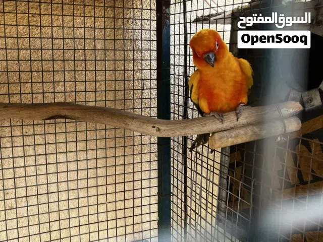 صن كنيور زوج للبيع