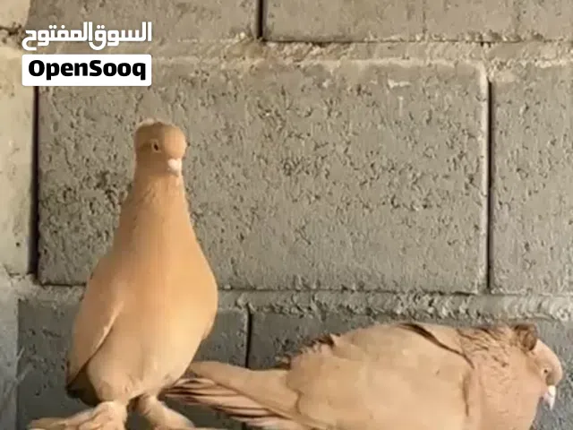 مطلوب زوج حمام رواعب صفر او حمر اذا اكو بسعر مناسب لحد يعلك عليه شباب