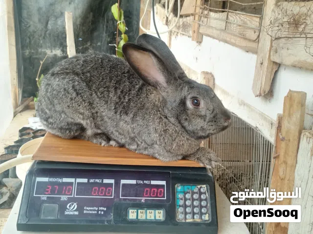 انثى هجين أبرق شغالة