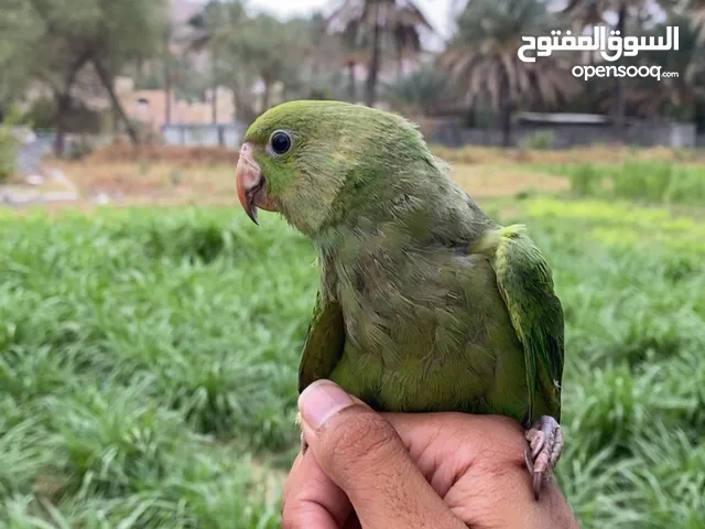 اقرا الوصف