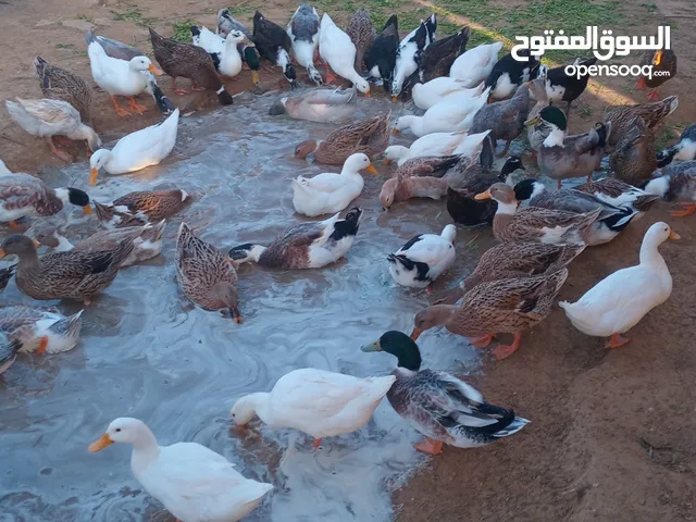 للبيع صوص بط