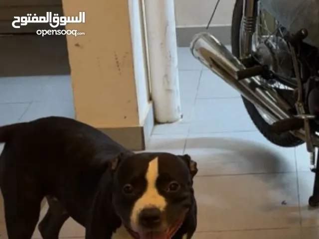كلب بيتبول نثيه