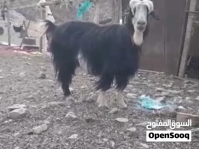مواشي واضاحي للبيع