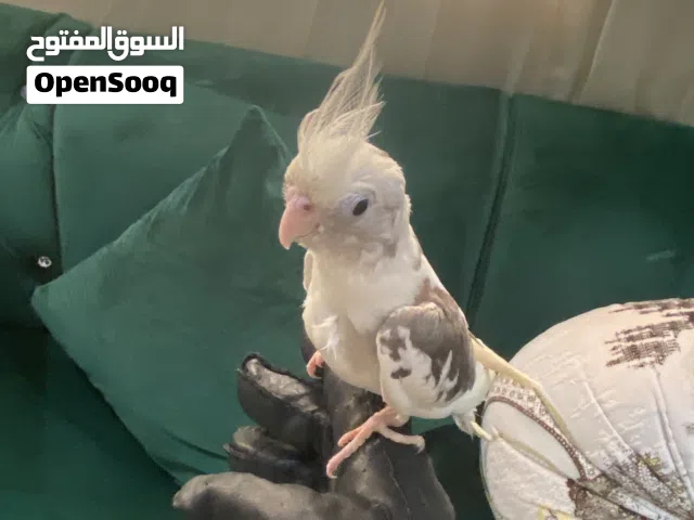 كوكتيل وايت فيس حجمه متوسط