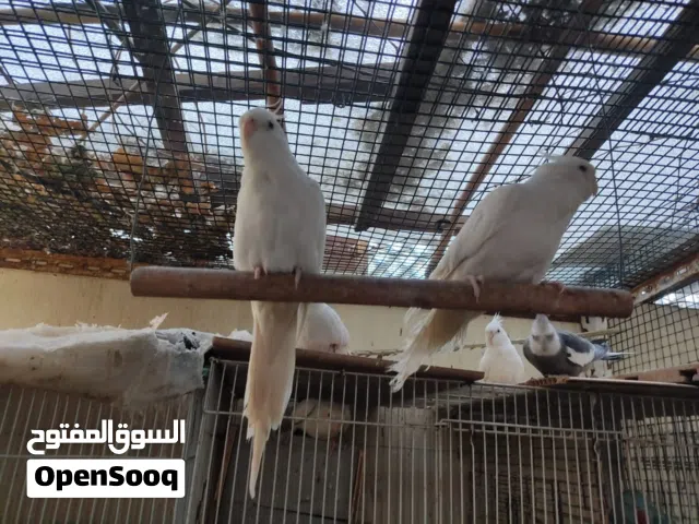 مطلوب كوكتيل البينو او مسوبع