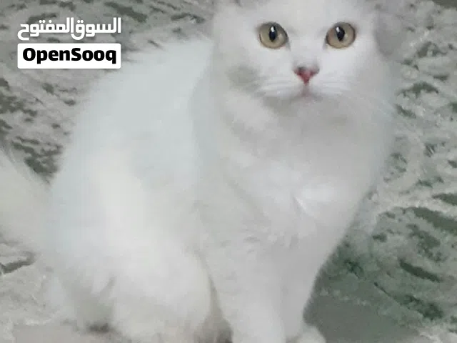 للبيع قطط شيرزيه