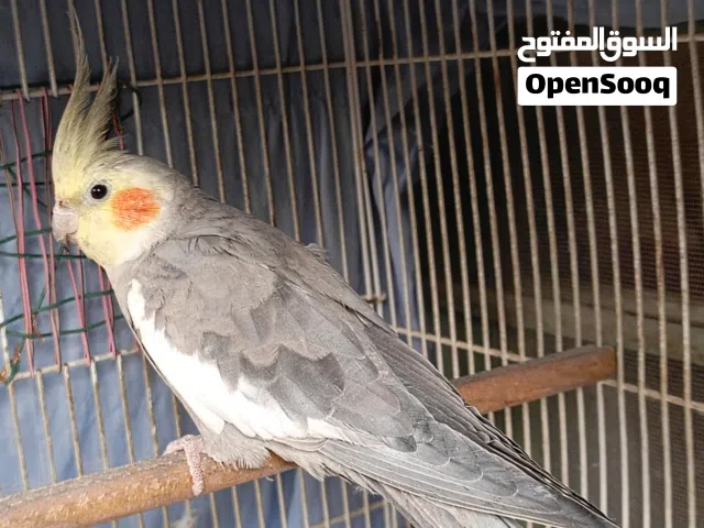 فحل كوكتيل وحشي