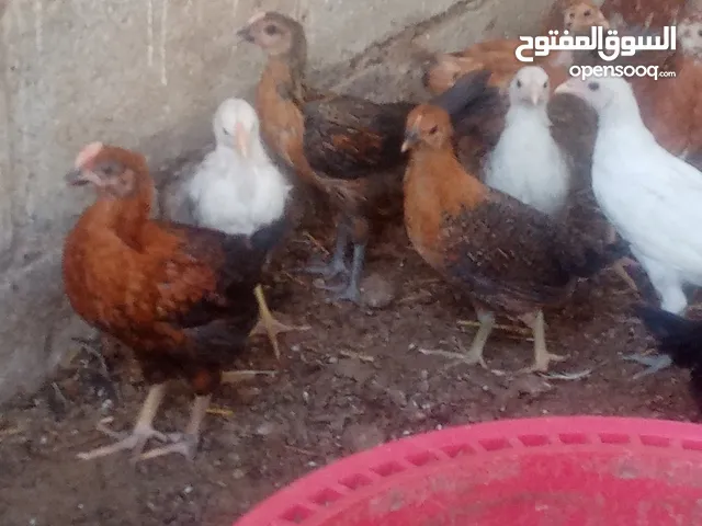 دجاج عماني للبيع العمر فوق شهرين جاهز لذبح الحبه ريال فقط