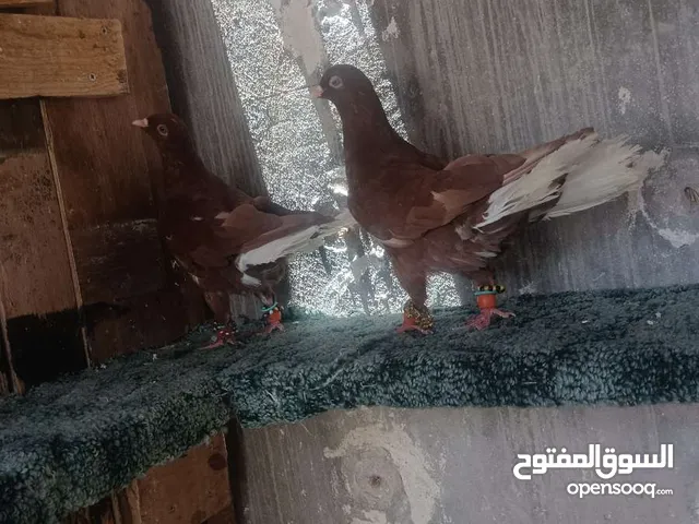 متاح نوريات حمر ثنين اخوان بواقي 4 ع الواقع اجمل والله يبارك لصاحب نصيب