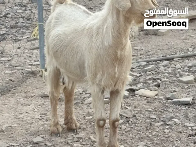 جدعه مطلوب 100