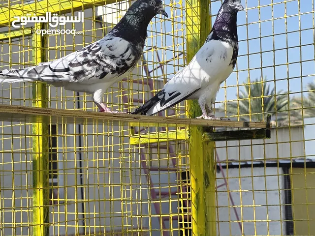 حمام باكستاني