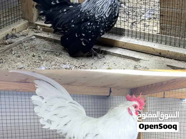 ديكه حبحب للبيع