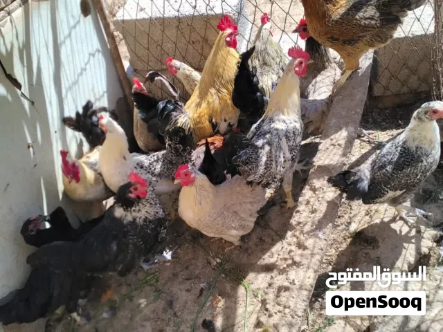 دجاج عربي 18دجاجة و4 ديوك