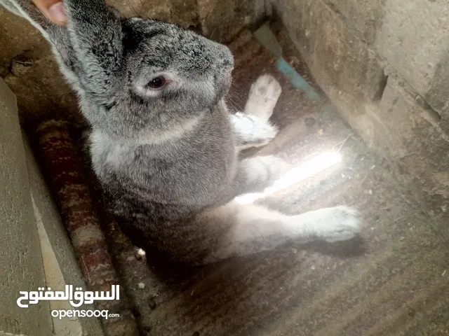 جوز ارانب الماني للبيع بسعر مغري جدا