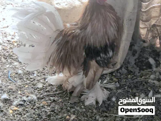 ديك وجاجتين خارصينا اصفر