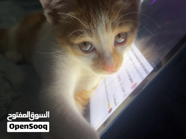 قطط للتبني