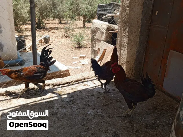 موجود ثلاث ديوك بلدي بصلى على النبي عمر سنه حجم ونضافه