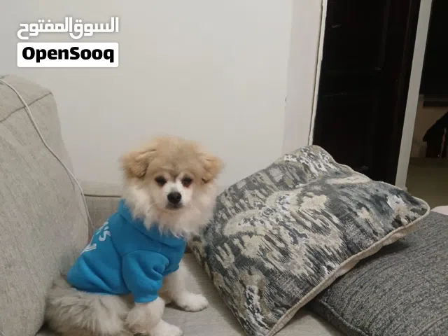 3 كلاب مكس (مالتيز × بومرينيان)