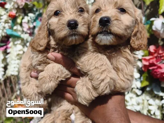 Cockapoo puppy