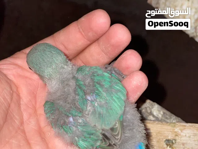 اربعه طروف بركديلو لي ترويض طرف ع 70