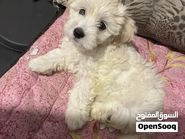 Maltipoo maltese