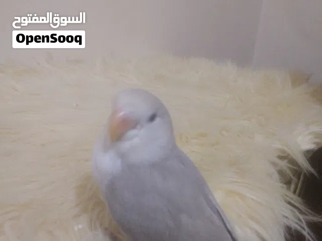 بركديلو روز مروض طفرة البينو