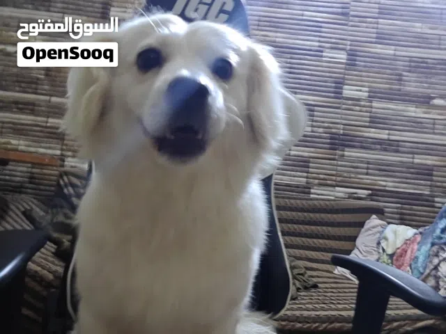 كلب لولو فوكس ضايع بمنطقه الجنينه ضاع يوم الأحد 12/14