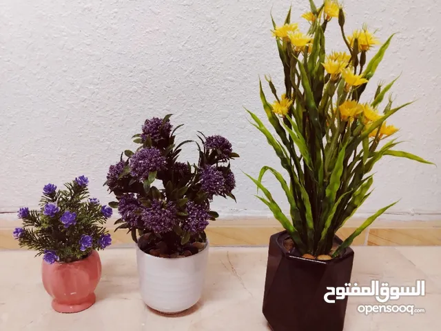 فازات مناظر مراي