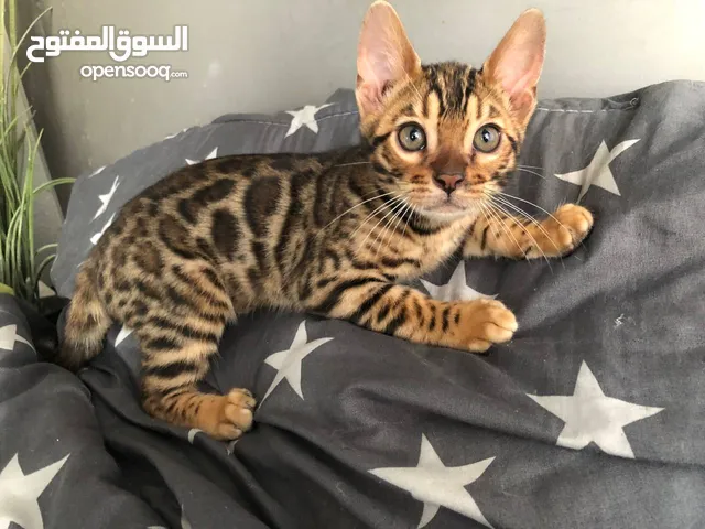 pure bengal kitten 3 months old fully vaccinated with passport.
