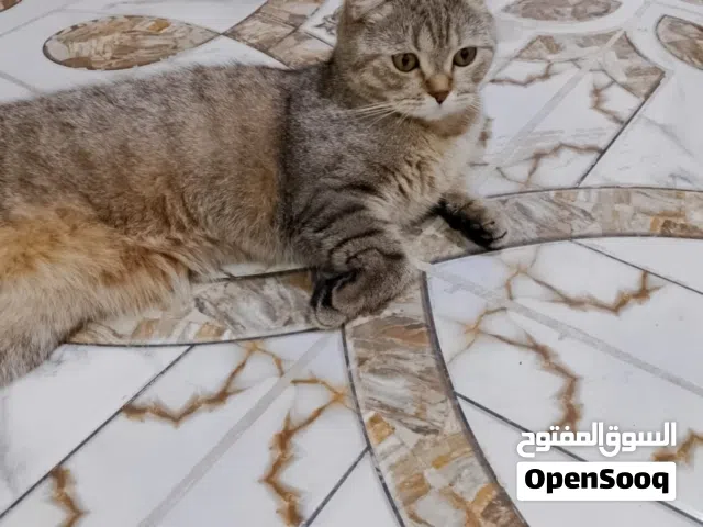 قطه سكوتش نثيه