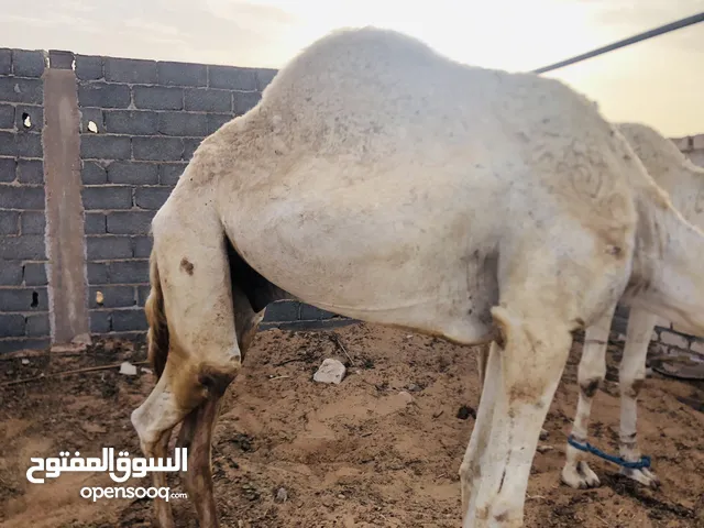 جمل جزائرى العمر خمس سنوات