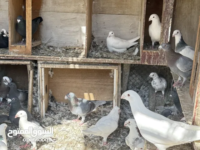 طيور للبيع