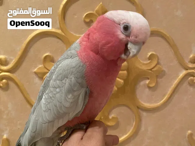 كوكاتو جالا العمر أربع سنوات