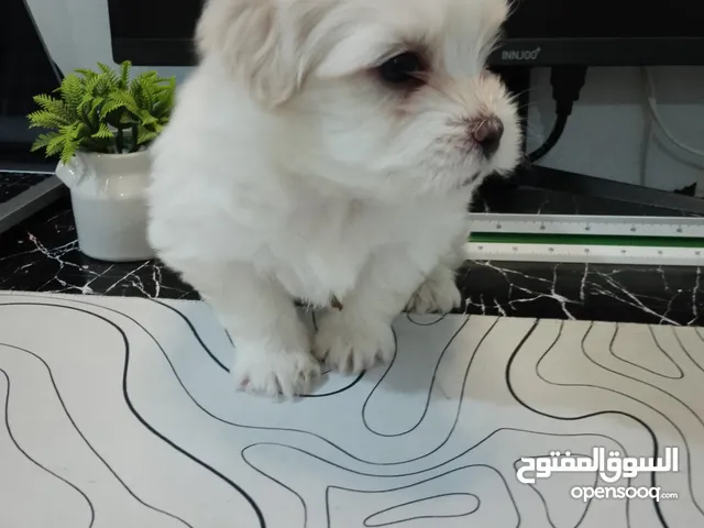جراوي للبيع انثى وذكر 40يوم كتير لاعبين وتم الفطام