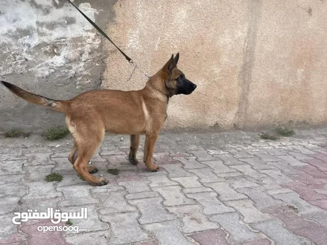 Kalb llbi3
