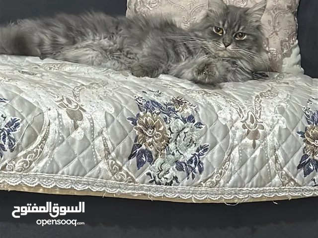 قطط نظيفات