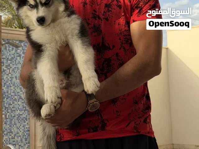 كلب هسكي عمر 3 شهور